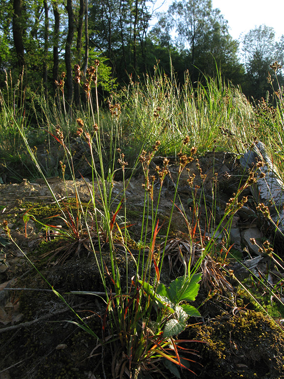 Luzula multiflora