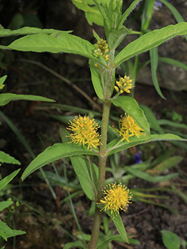 Lysimachia thyrsiflora