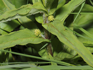Lysimachia thyrsiflora
