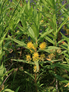 Lysimachia thyrsiflora