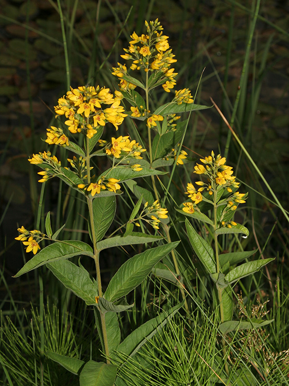 Lysimachia vulgaris