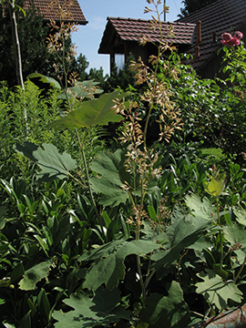 Macleaya cordata