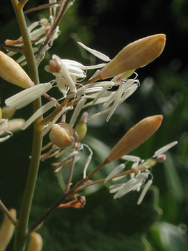 Macleaya cordata