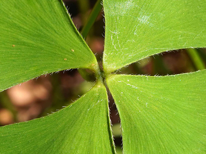 Marsilea hirsuta