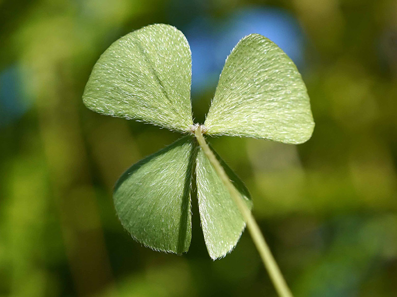 Marsilea hirsuta