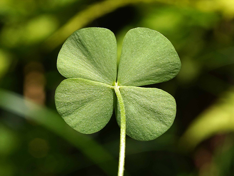 Marsilea quadrifolia