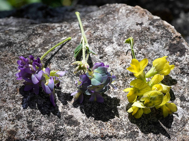 Medicago varia