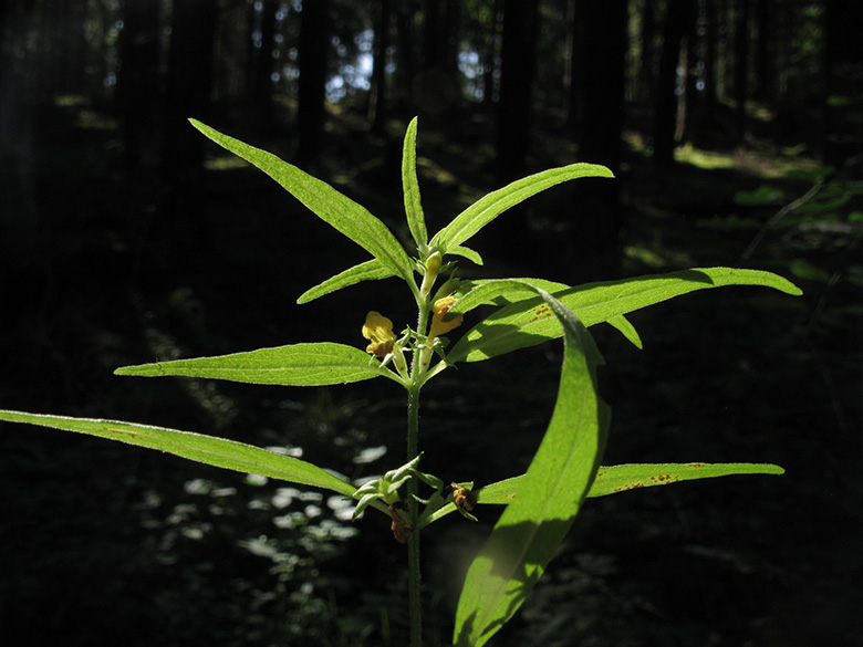 Melampyrum sylvaticum
