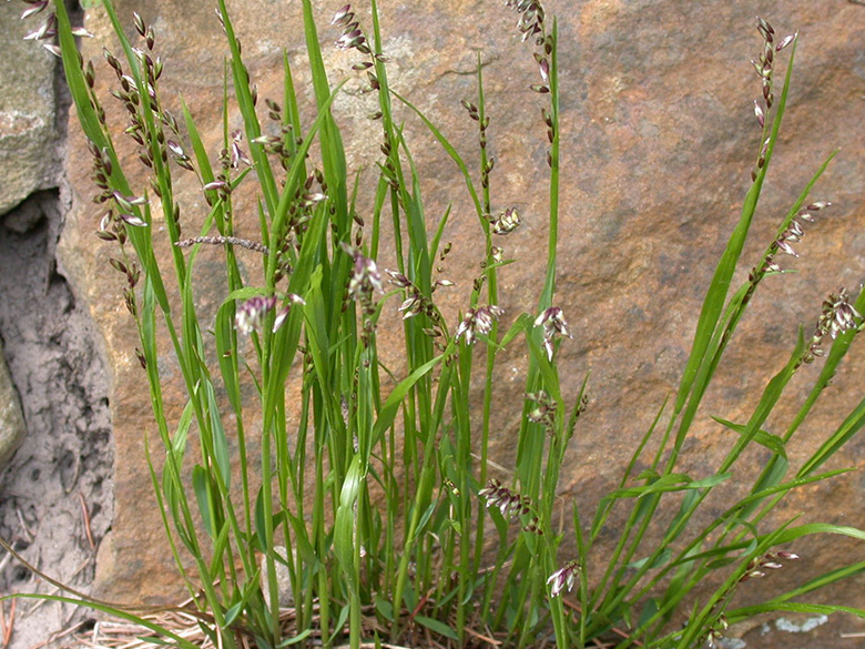 Melica nutans