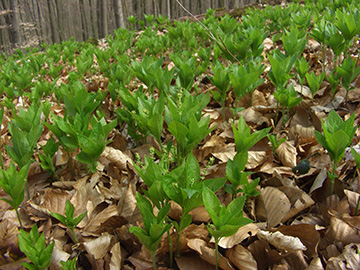 Mercurialis perennis