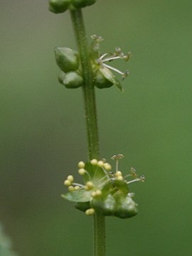 Mercurialis perennis
