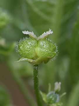 Mercurialis perennis