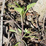 Moehringia trinervia - Dreinervige Nabelmiere