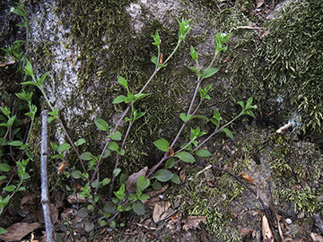Moehringia trinervia