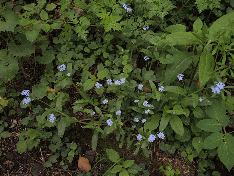 Myosotis sylvatica