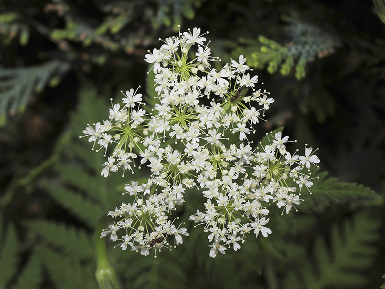Myrrhis odorata