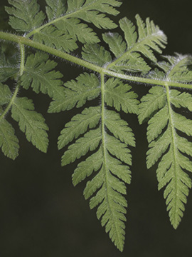 Myrrhis odorata