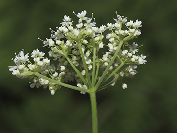 Myrrhis odorata