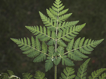 Myrrhis odorata