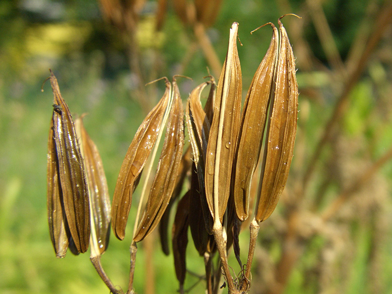Myrrhis odorata
