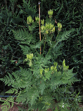 Myrrhis odorata