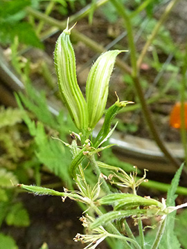 Myrrhis odorata