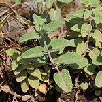 Nepeta ×faassenii - Blaue Katzenminze