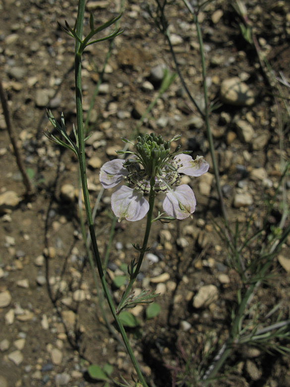 Nigella arvensis