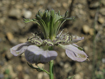 Nigella arvensis