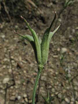 Nigella arvensis