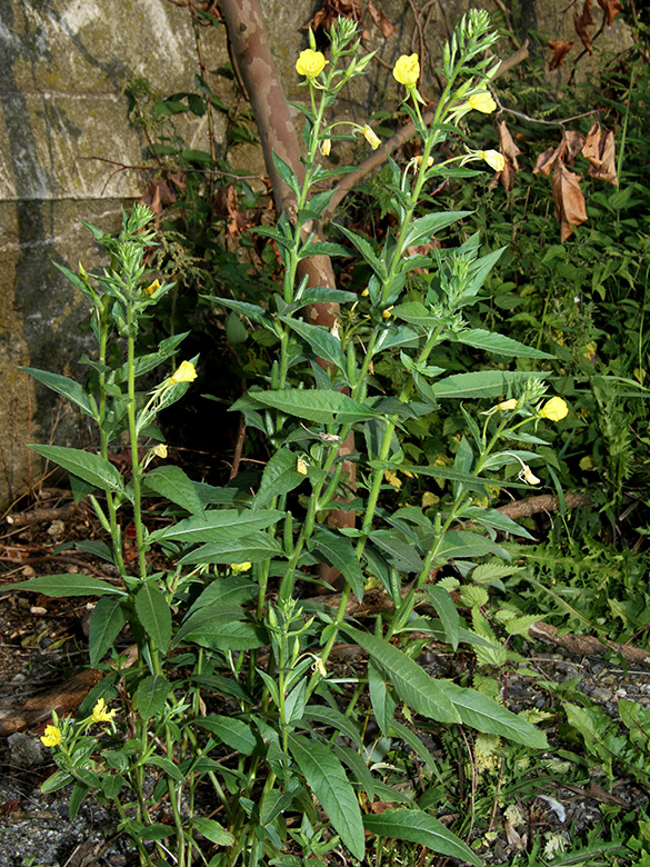 Oenothera canovirens