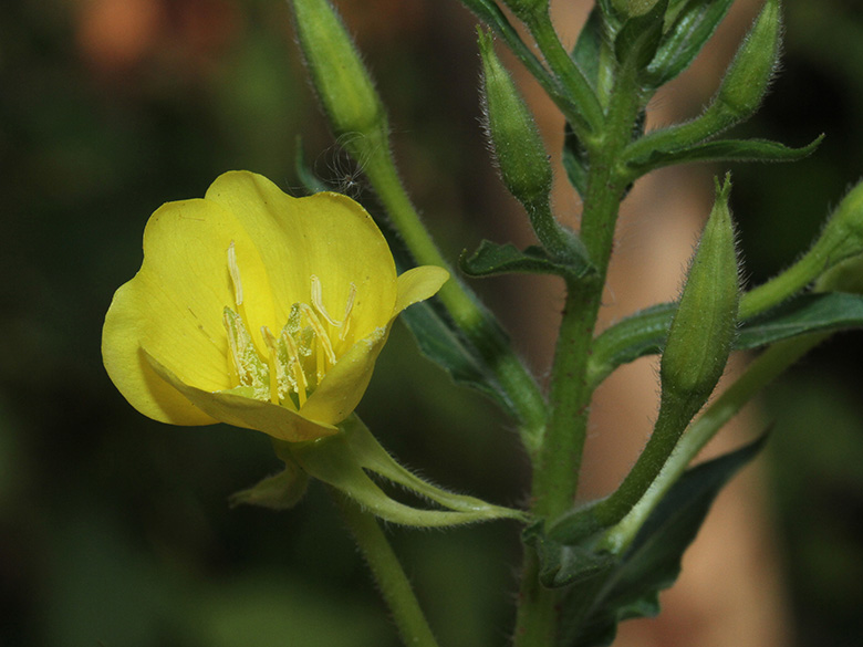 Oenothera canovirens