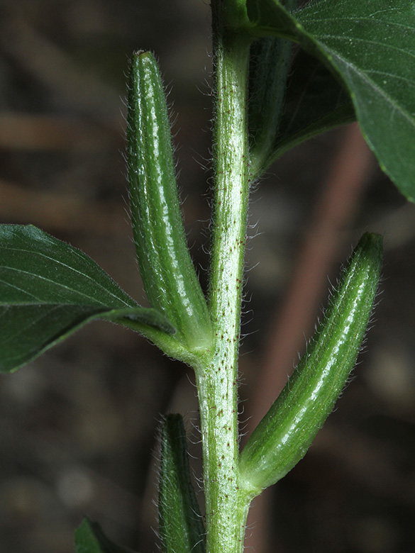 Oenothera canovirens