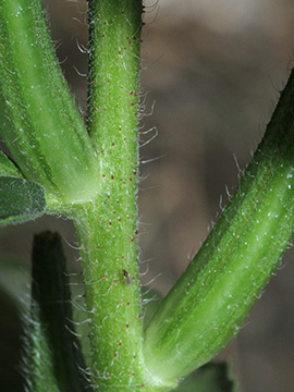 Oenothera canovirens