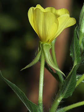 Oenothera canovirens