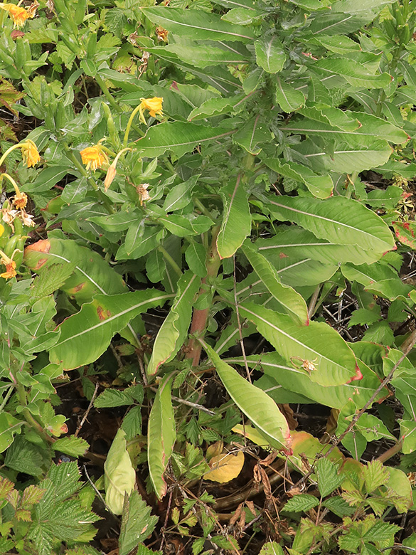 Oenothera deflexa