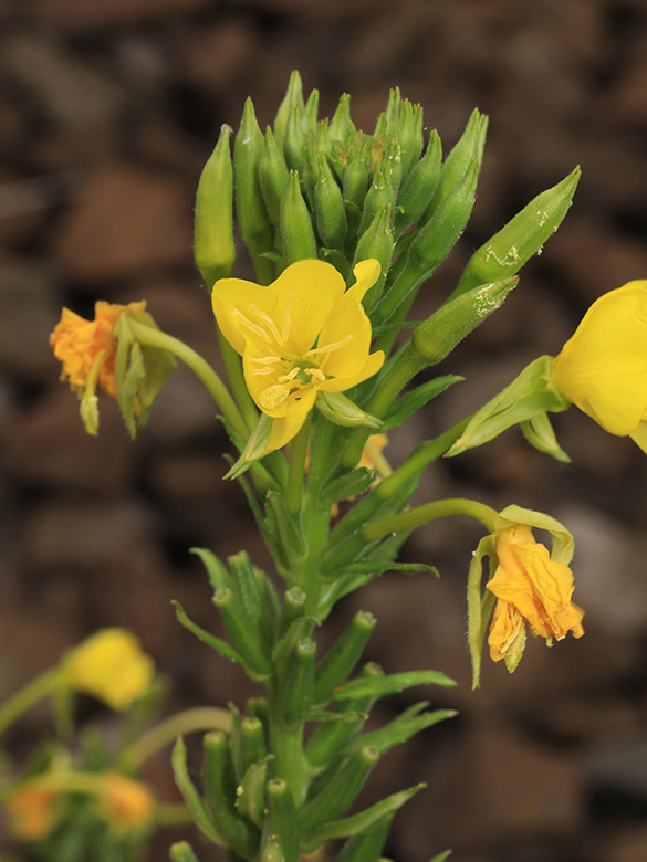 Oenothera deflexa
