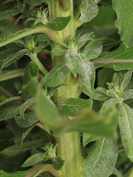 Oenothera deflexa