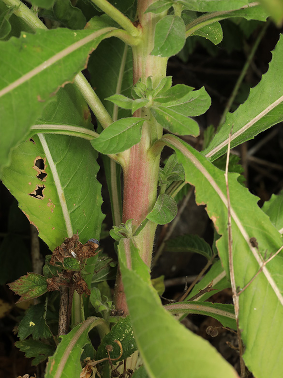 Oenothera deflexa