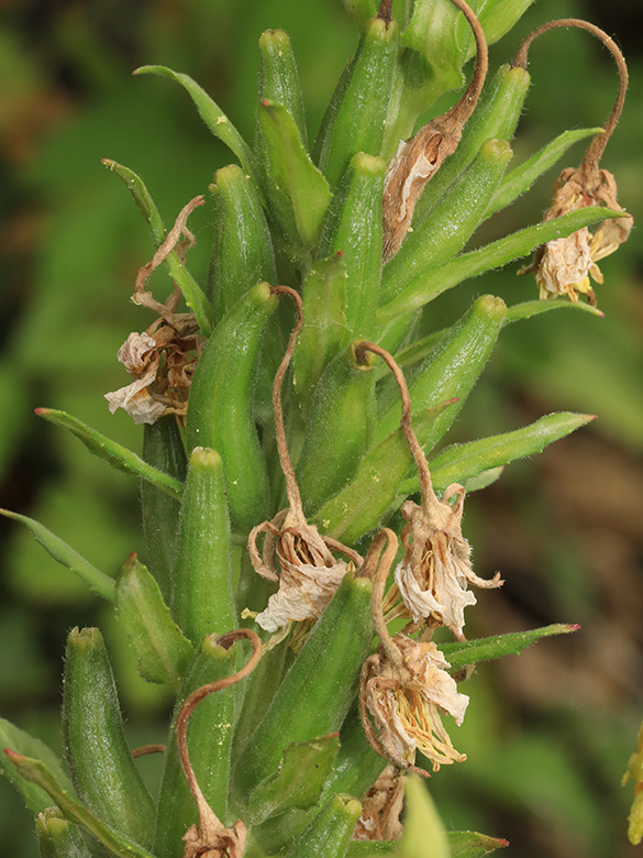 Oenothera deflexa