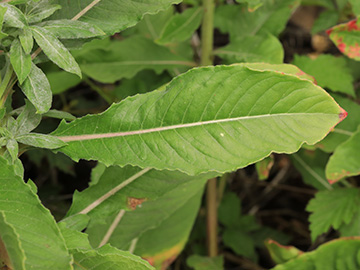 Oenothera deflexa