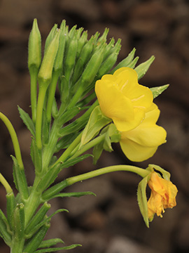 Oenothera deflexa