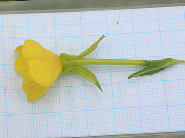 Oenothera deflexa