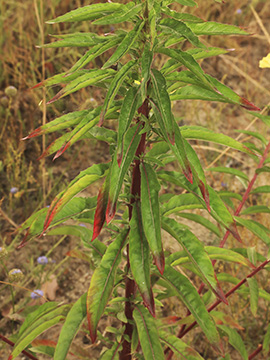 Oenothera subterminalis