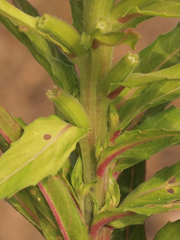 Oenothera subterminalis