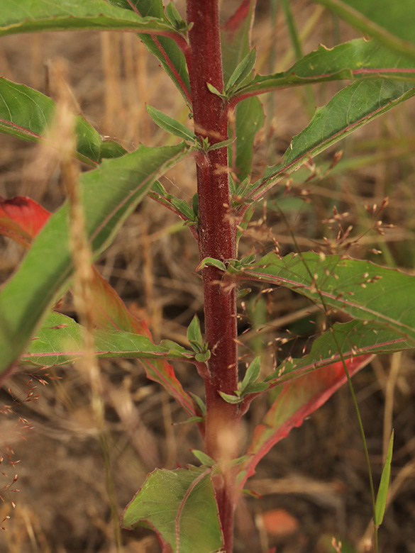 Oenothera subterminalis