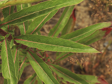 Oenothera subterminalis