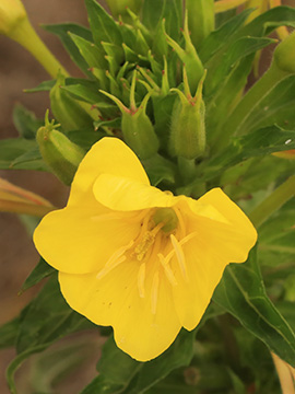 Oenothera subterminalis