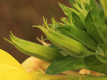 Oenothera subterminalis
