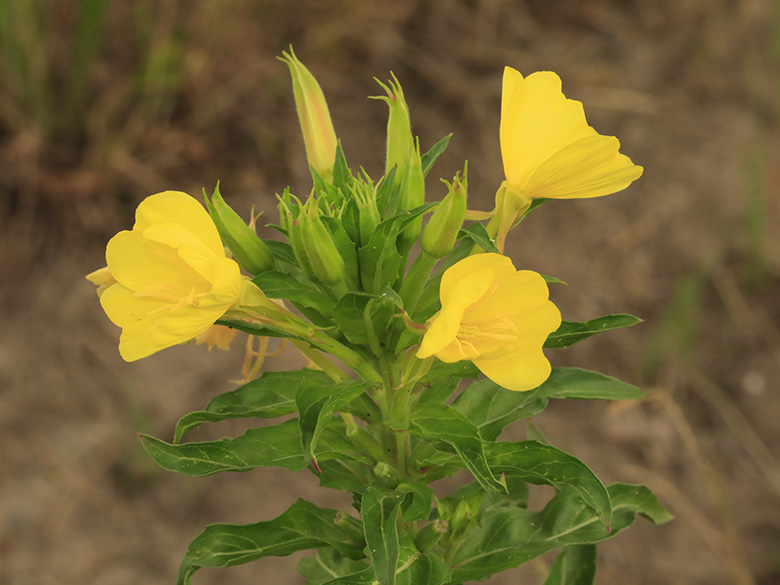 Oenothera subterminalis